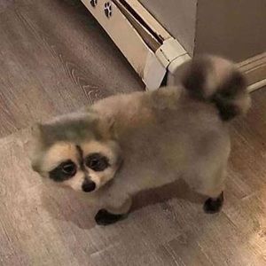 Meet your Posher, Dylan